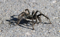 Aphonopelma madera