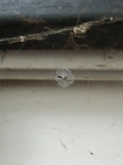 Zosis geniculata