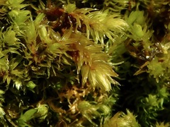 Sciuro-hypnum plumosum