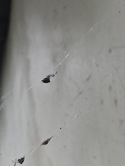 Zosis geniculata