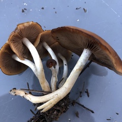 Psathyrella piluliformis