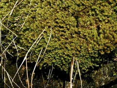 Sciuro-hypnum plumosum