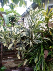 Graptophyllum pictum