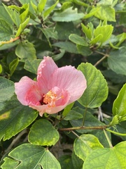 Hibiscus