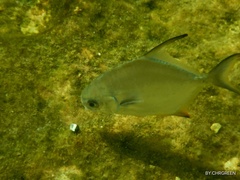 Trachinotus falcatus