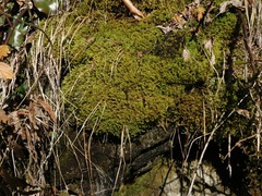 Sciuro-hypnum plumosum