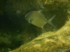 Trachinotus falcatus