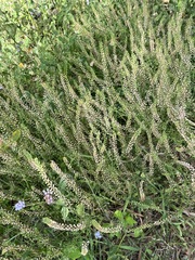 Lepidium bonariense