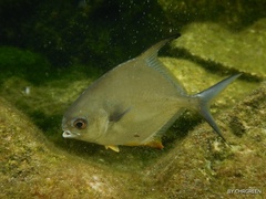 Trachinotus falcatus