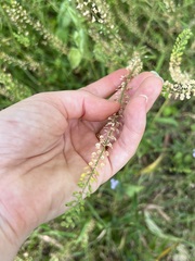 Lepidium bonariense