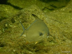 Trachinotus falcatus