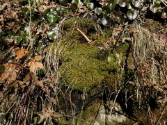 Sciuro-hypnum plumosum