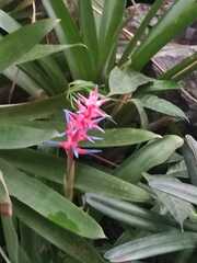 Aechmea fasciata
