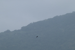 Buteogallus anthracinus