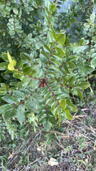 Zanthoxylum hirsutum