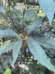 Psychotria tenuifolia