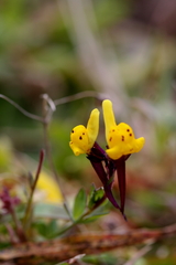 Linaria amethystea multipunctata