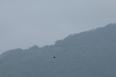 Buteogallus anthracinus