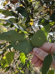Eucalyptus microcorys
