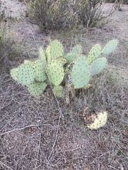 Opuntia engelmannii