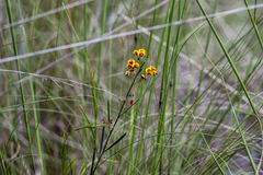 Daviesia leptophylla