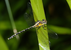 Austrogomphus ochraceus