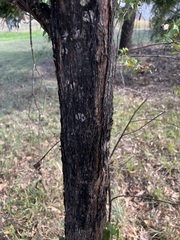 Eucalyptus microcorys