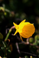 Narcissus bulbocodium