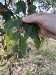 Eucalyptus microcorys