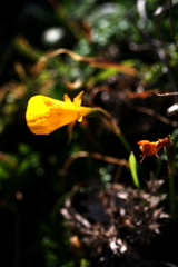 Narcissus bulbocodium