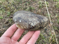 Uniomerus tetralasmus