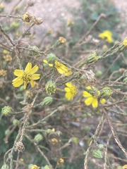 Deinandra
