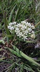 Asclepias mellodora