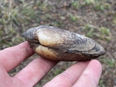 Uniomerus tetralasmus