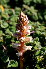 Orobanche litorea