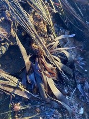 Ahnfeltiopsis linearis