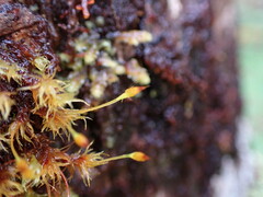 Ulota