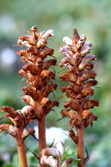 Orobanche litorea