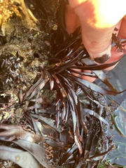 Ahnfeltiopsis linearis