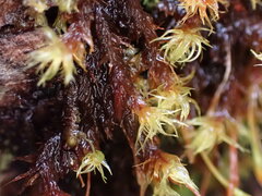 Ulota