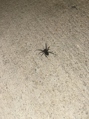 Parasteatoda tepidariorum