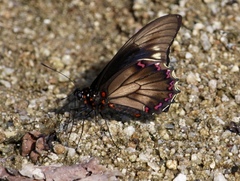 Battus polydamas polydamas