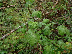 Rubus bifrons