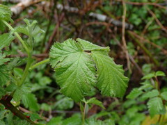 Rubus bifrons