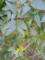 Lonicera