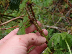 Rubus bifrons
