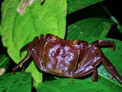 Sesarmidae