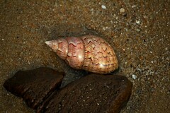 Phasianella australis