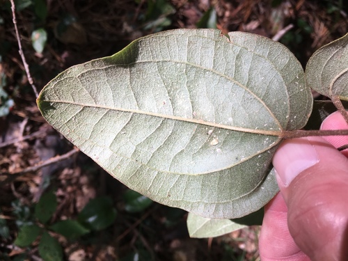 sarsaparilla vine