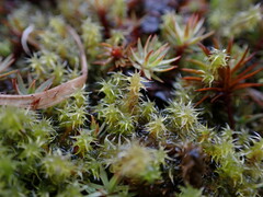 Racomitrium